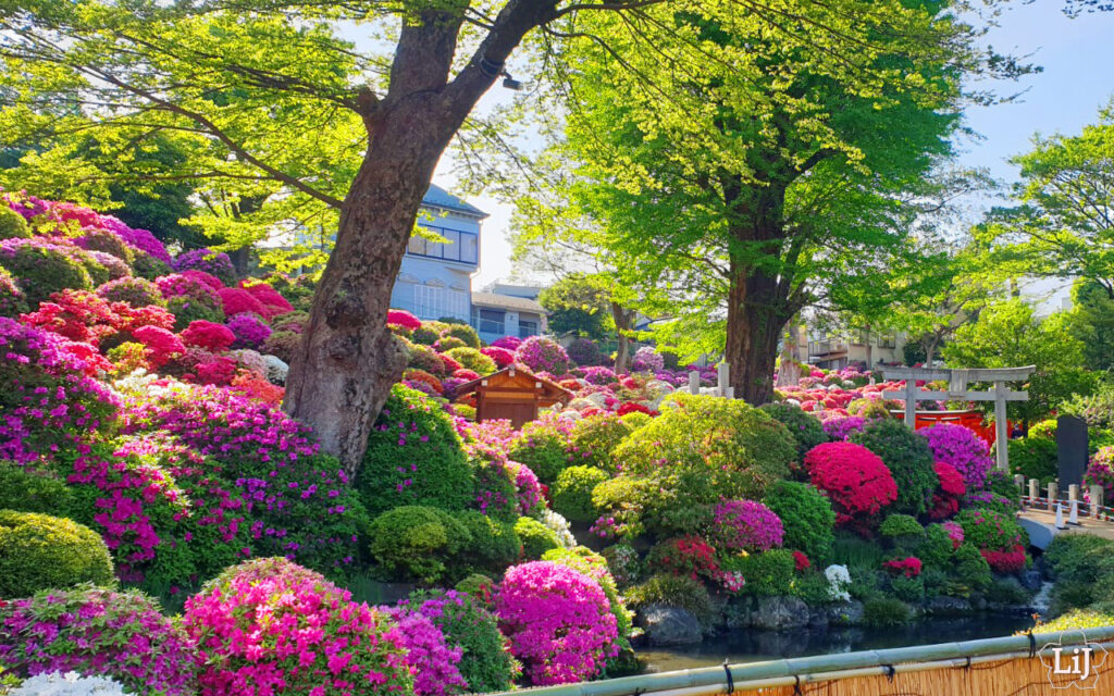 Azaleen am Nezu Schrein in Tokyo