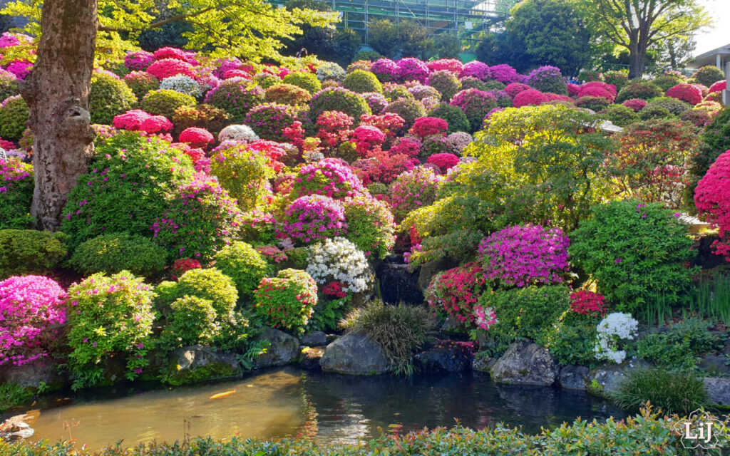 Azaleen am Nezu Schrein in Tokyo