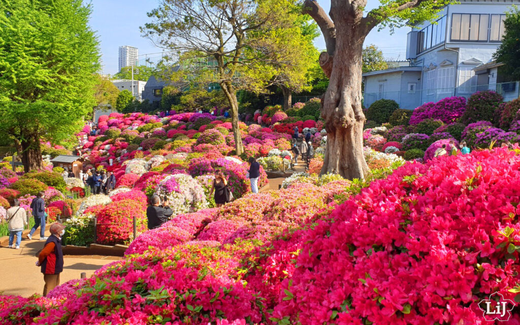 Azaleen am Nezu Schrein in Tokyo