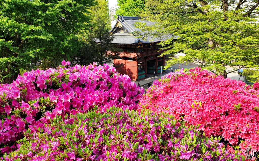 Azaleen am Nezu Schrein in Tokyo