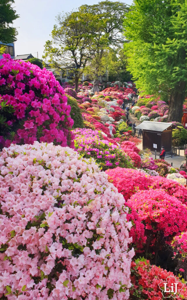 Azaleen am Nezu Schrein in Tokyo